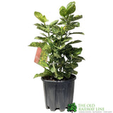 Aucuba Japonica 'Crotonifolia' Plant 40cm Tall (IT)