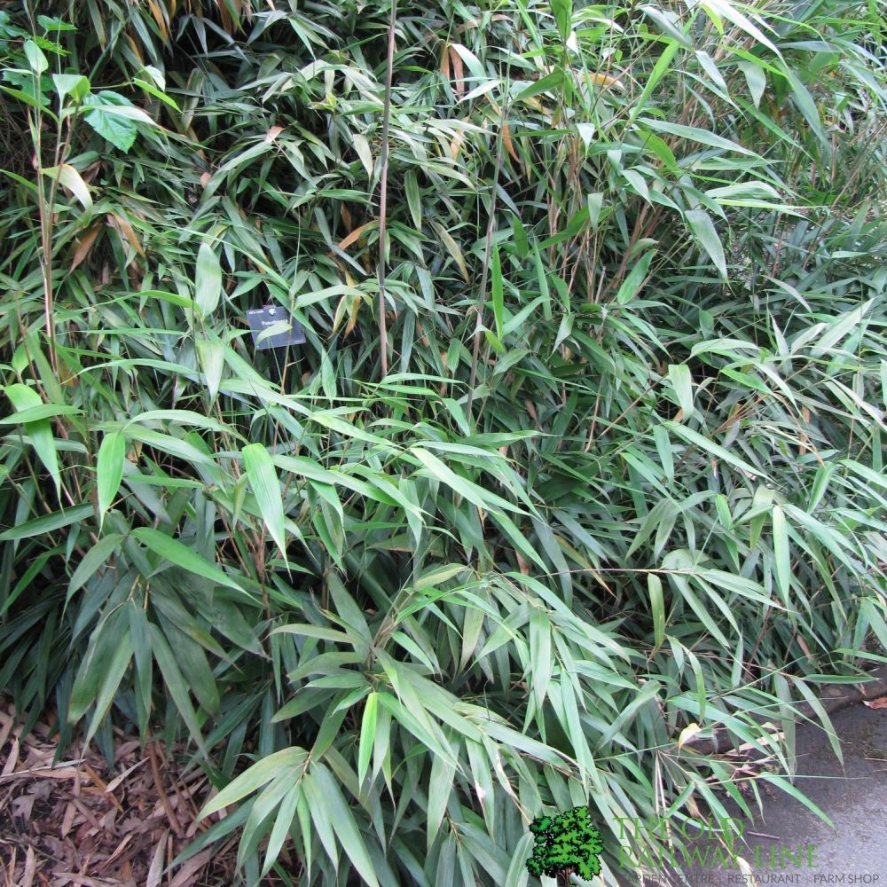 Pseudosasa Japonica Bamboo Plant 1.25m Tall (IT) – Old Railway Line ...