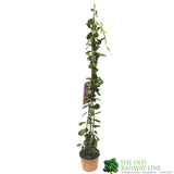Trachelospermum Jasminoides 'Star Jasmine' Climber 1m Tall (IT)