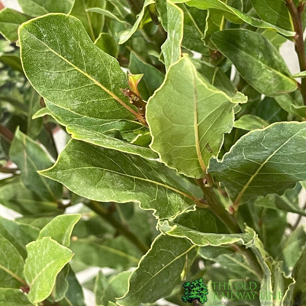 Laurus Nobilis Laurel Bay Tree 60cm Tall (IT)