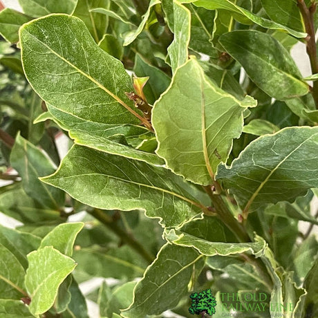 Laurus Nobilis Laurel Bay Tree 60cm Tall (IT)