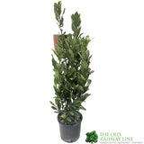 Laurus Nobilis Laurel Bay Tree 60cm Tall (IT)