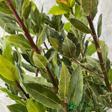 Laurus Nobilis Laurel Bay Tree - 10Ltr Pot