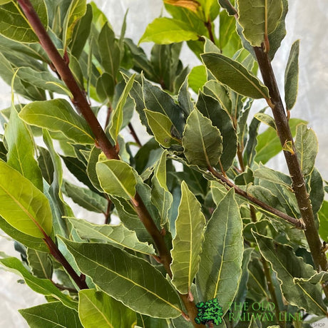 Laurus Nobilis Laurel Bay Tree - 10Ltr Pot