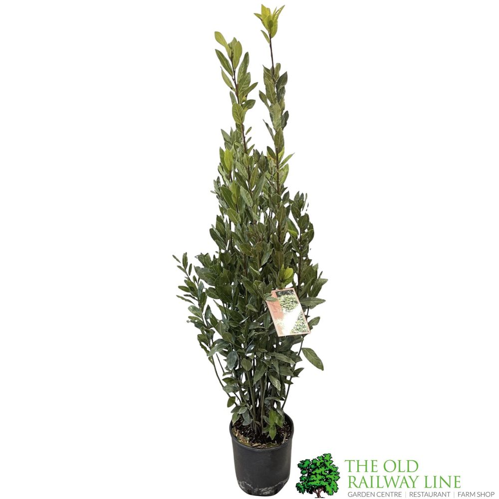 Laurus Nobilis Laurel Bay Tree - 10Ltr Pot