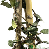 Trachelospermum Jasminoides 'Star Jasmine' Tripod Climber 120cm Tall (IT)