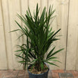 Trachycarpus Fortunei Chusan Palm Tree 10Ltr Pot