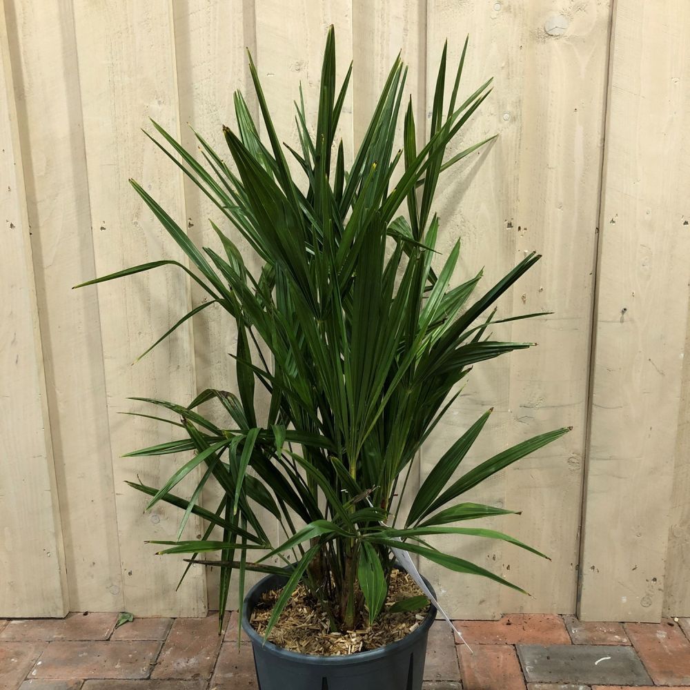 Trachycarpus Fortunei Chusan Palm Tree 10Ltr Pot