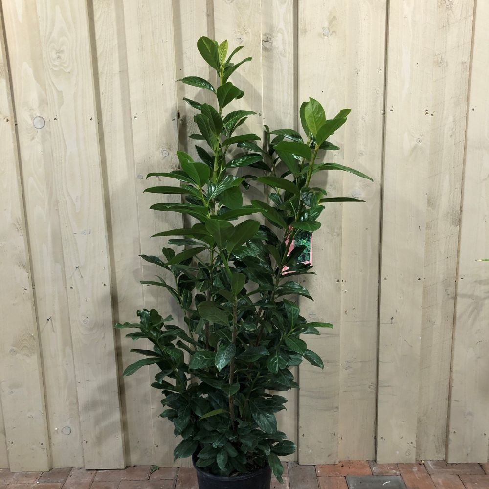 Prunus 'Novita' Common Laurel Plant 1m Tall (IT)