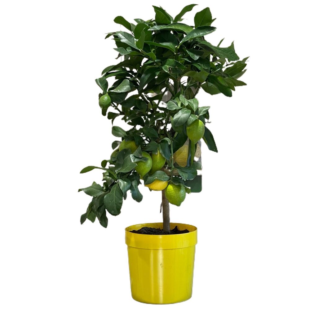 Lemon Tree Mini-Stem 3Ltr Pot