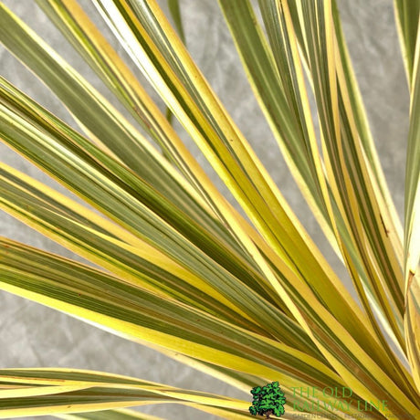 Cordyline Australis 'Torbay Dazzler' 60cm Tall (IT)