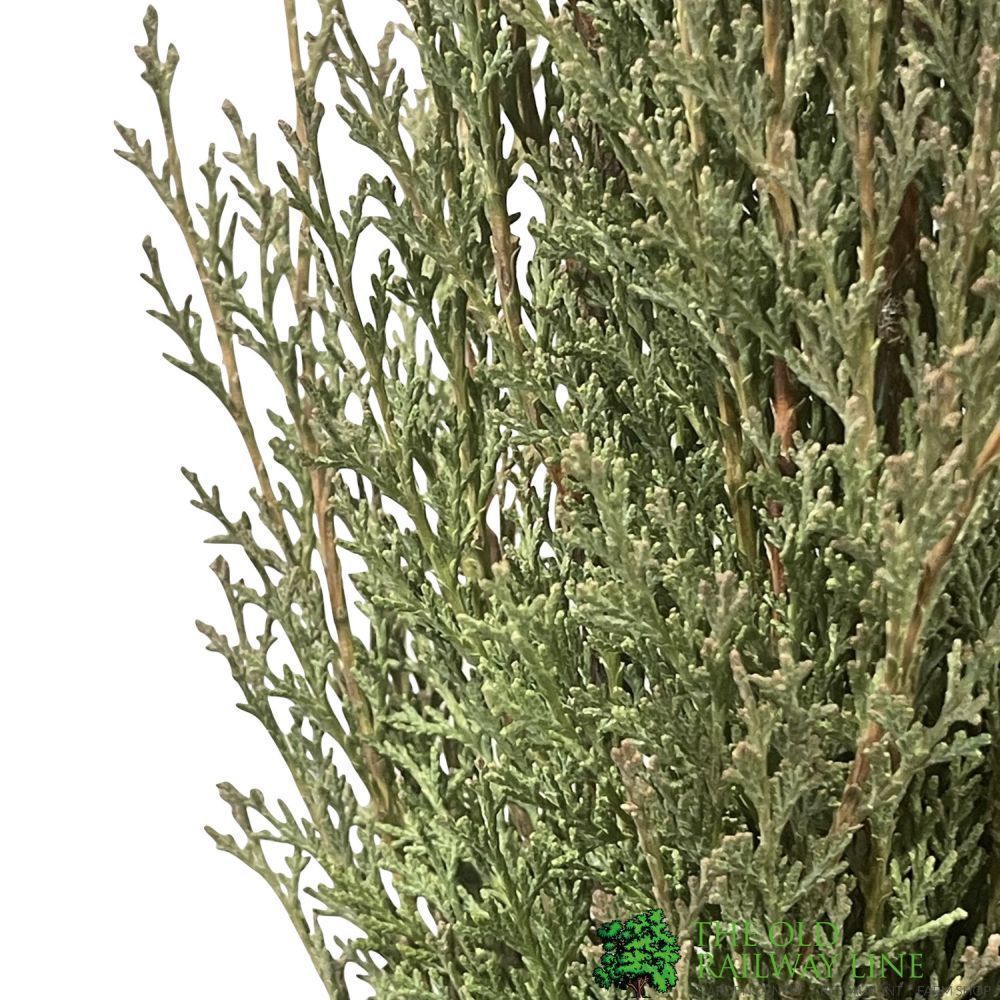 Cupressus Sempervirens 'Totem' Conifer 1.5m Tall (IT)