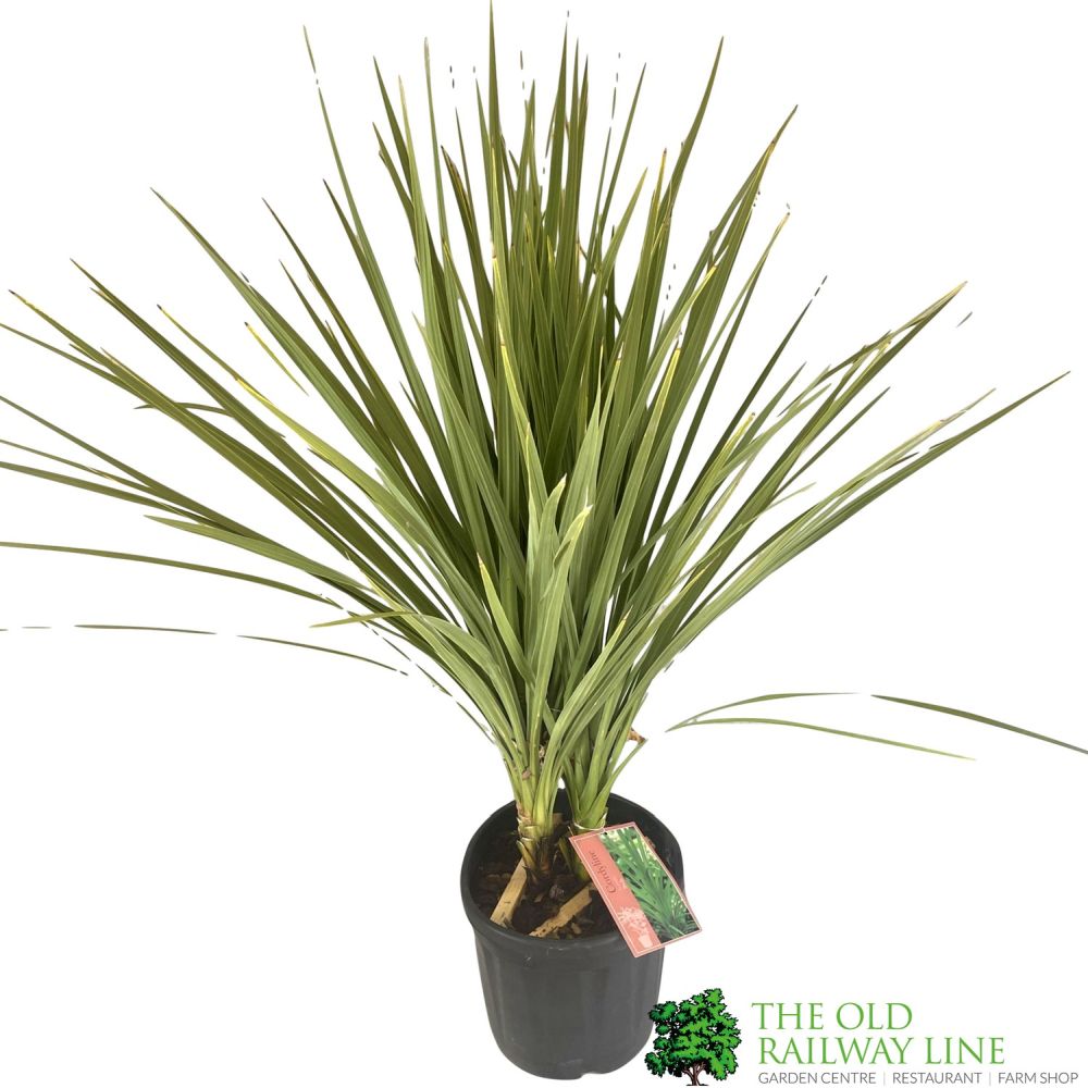 Cordyline Australis Palm Tree 1.25m Tall (IT)