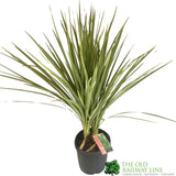 Cordyline Australis Palm Tree 1.25m Tall (IT)