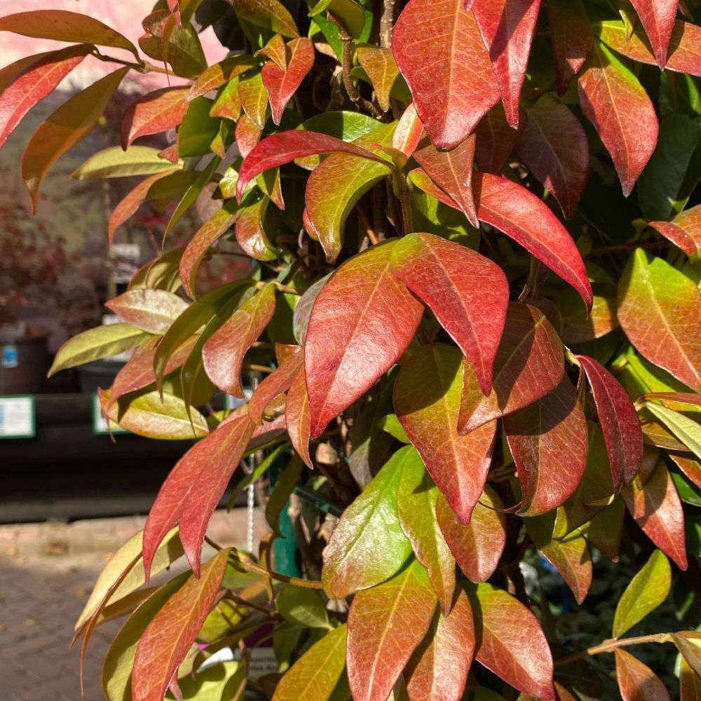 Trachelospermum jasminoides Arch Trained Jasmine Climber 18Ltr Pot (IT)