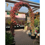 Trachelospermum jasminoides Arch Trained Jasmine Climber 18Ltr Pot (IT)