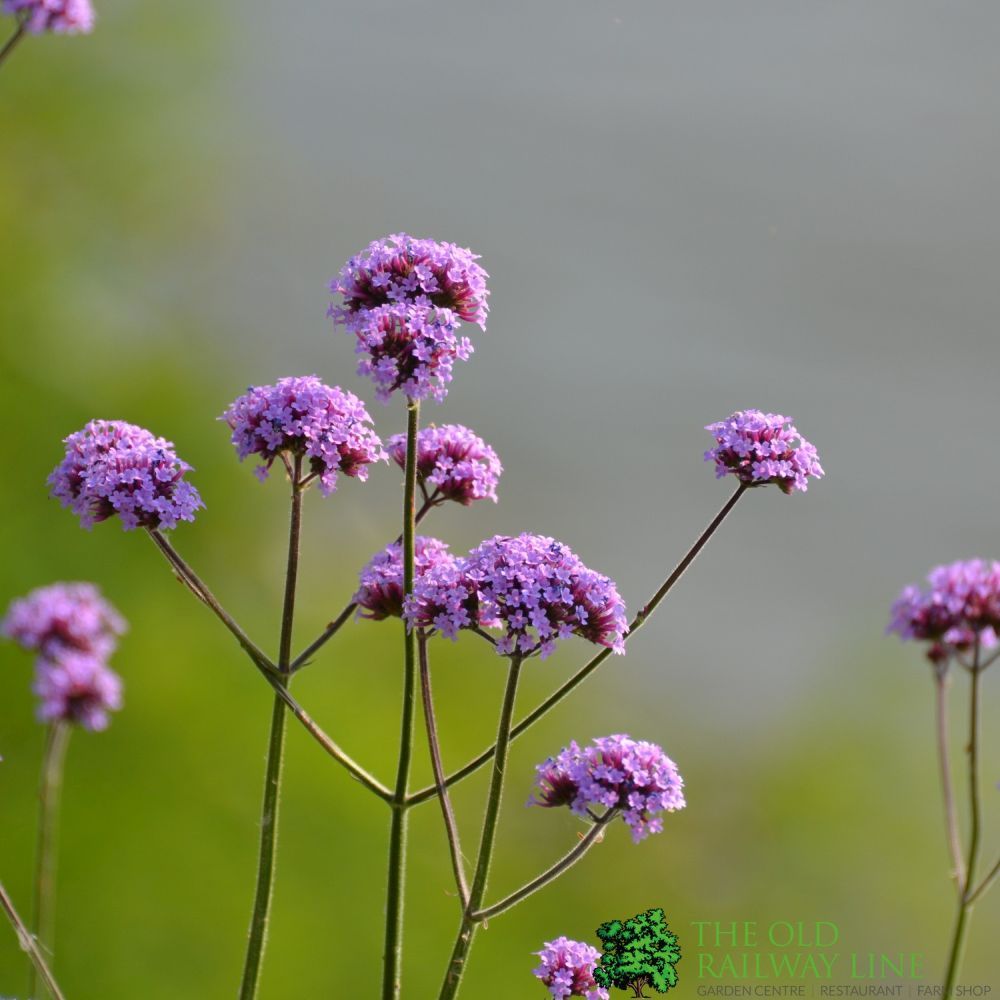 Verbena Bonariensis 'Argentinian Vervain' Plant 2Ltr Pot