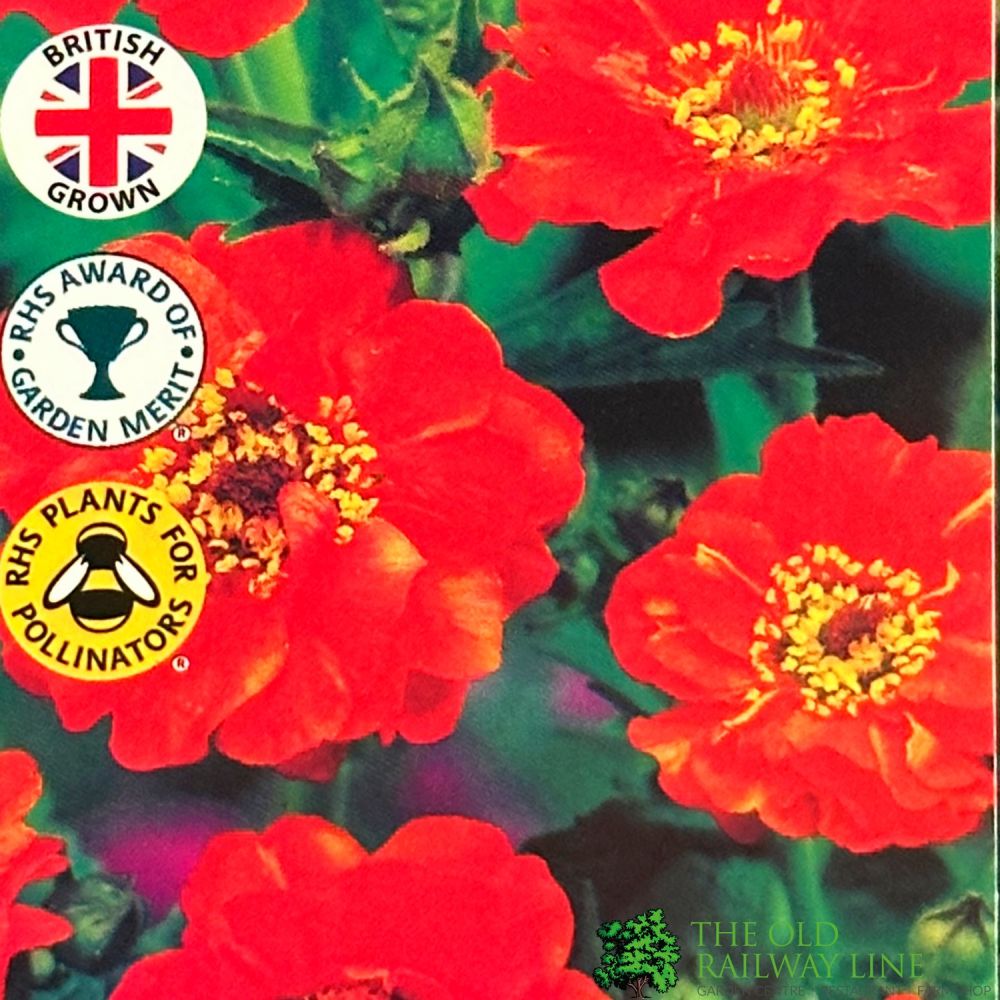 Geum 'Mrs Bradshaw' Plant 1Ltr Pot – Old Railway Line Garden Centre