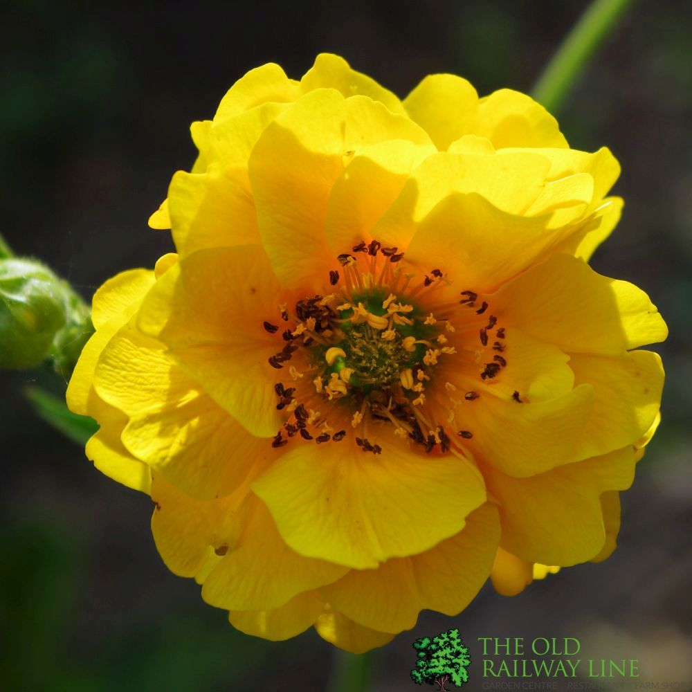 Geum 'Lady Stratheden' Plant 1Ltr Pot