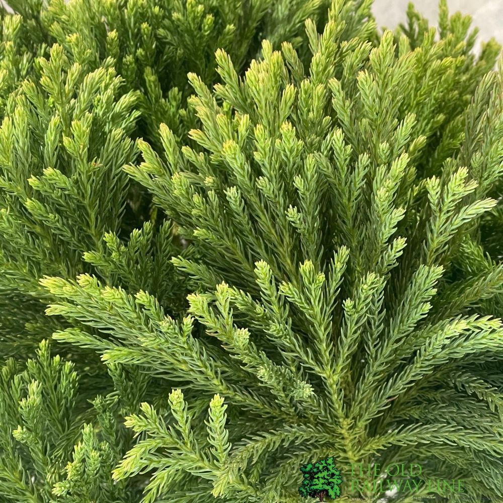 Cryptomeria Japonica Half Standard 150cm Tall (IT)