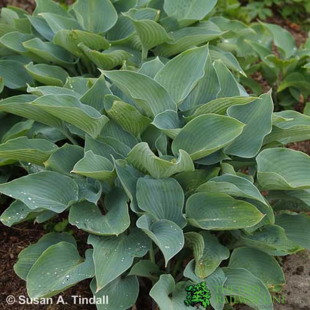 Hosta 'Halcyon' Plant 3Ltr Pot