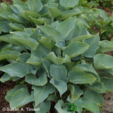Hosta 'Halcyon' Plant 3Ltr Pot