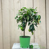 Lime Tree Mini-Stem Fruit Tree 3Ltr Pot