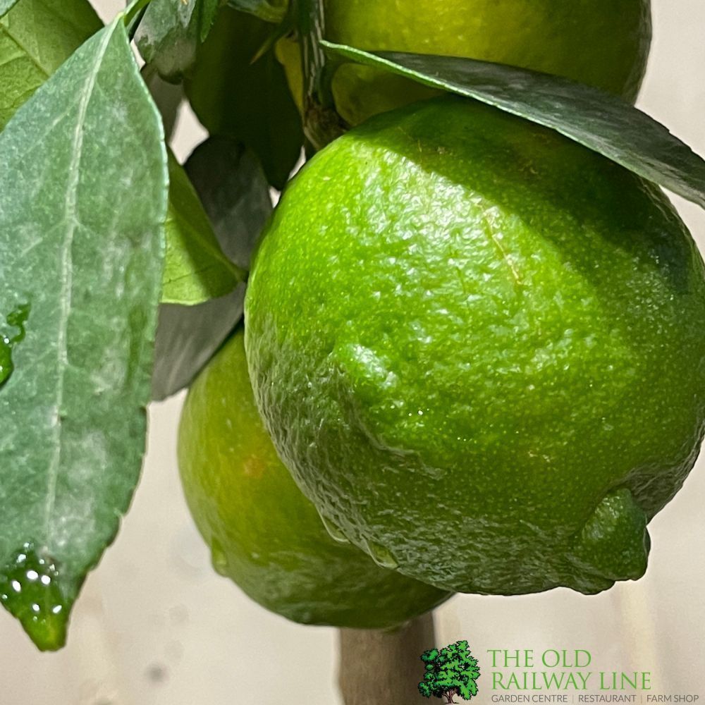 Lime Tree Mini-Stem Fruit Tree 3Ltr Pot