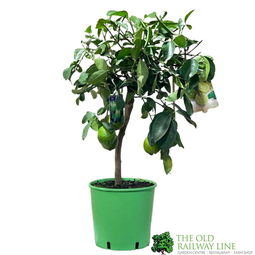 Lime Tree Mini-Stem Fruit Tree 3Ltr Pot