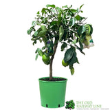 Lime Tree Mini-Stem Fruit Tree 3Ltr Pot