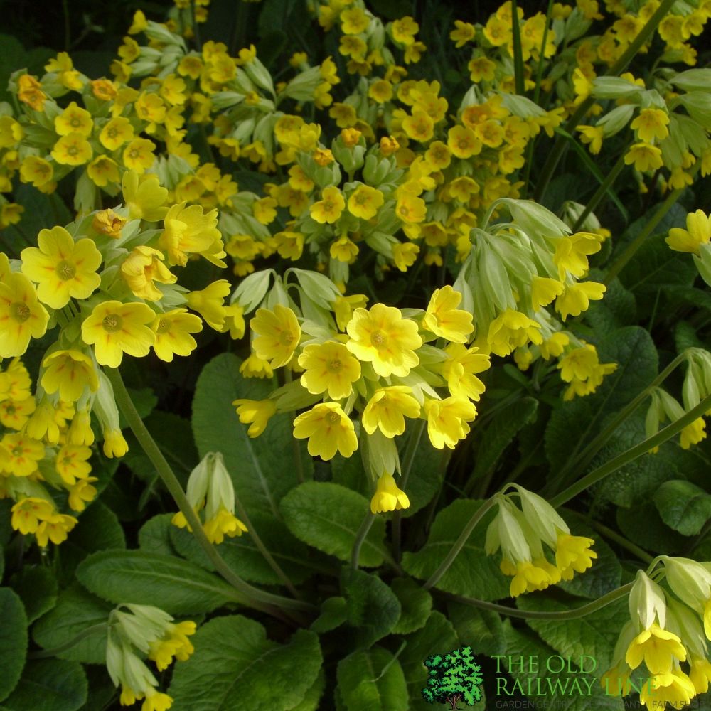 Primula Veris Cowslip 10.5cm Pot