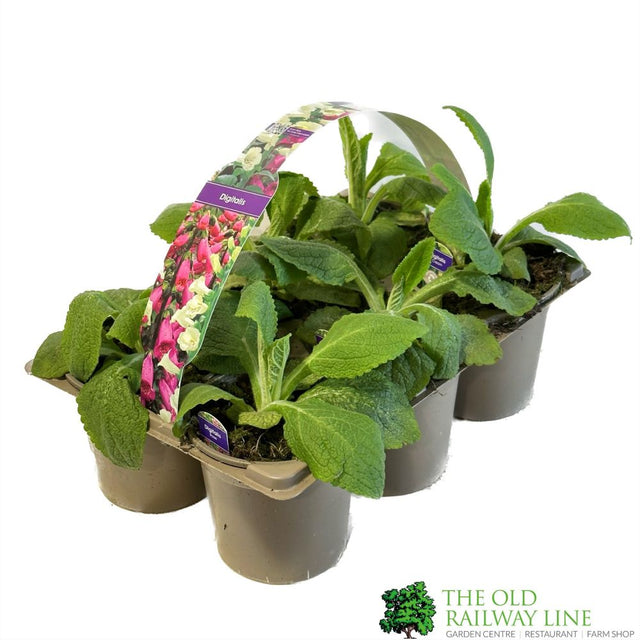 Foxglove 'Digitalis' Pack of 6 Mixed Colour