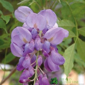 Wisteria Sinensis Climber 1.8m Tall (IT)