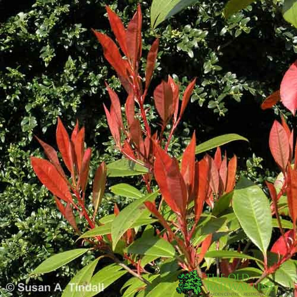 Photinia x fraseri 'Red Robin' Frame-trained (90X150 Frame) 25Ltr Pot