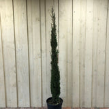 Cupressus Sempervirens 'Totem' Conifer 1.5m Tall (IT)
