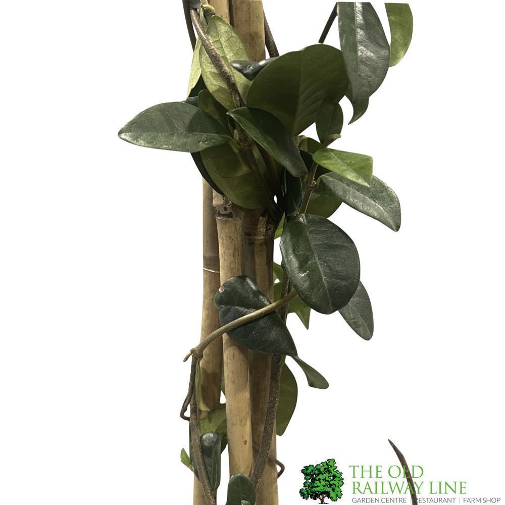 Trachelospermum Jasminoides 'Star Jasmine' Tripod Climber 70cm Tall (IT)