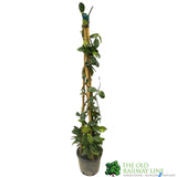 Trachelospermum Jasminoides 'Star Jasmine' Tripod Climber 70cm Tall (IT)