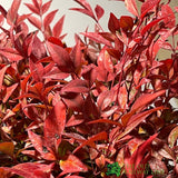 Nandina Domestica 'Obsessed' Heavenly Bamboo 30cm Tall (IT)
