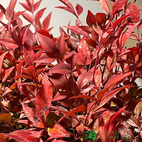 Nandina Domestica 'Obsessed' Heavenly Bamboo 30cm Tall (IT)