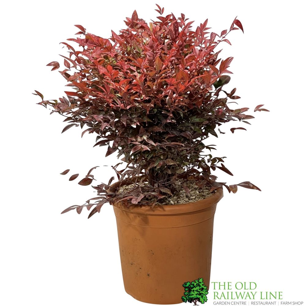 Nandina Domestica 'Obsessed' Heavenly Bamboo 30cm Tall (IT)