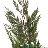 Cupressus leylandii Conifer Hedging Plant 1.25m Tall (IT)