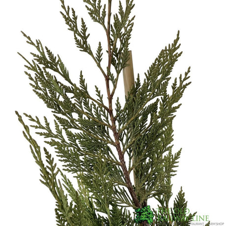 Cupressus leylandii Conifer Hedging Plant 1.25m Tall (IT)