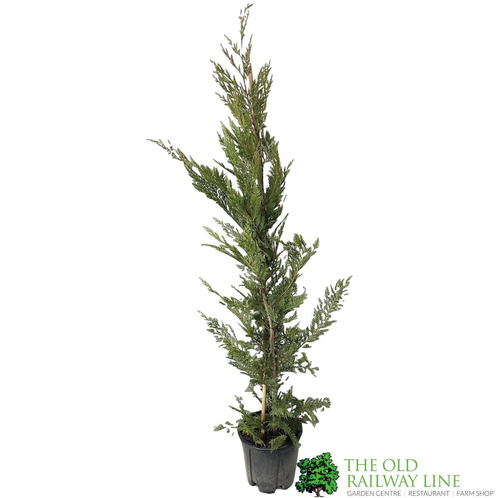 Cupressus leylandii Conifer Hedging Plant 1.25m Tall (IT)