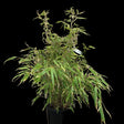 Fargesia 'Rufa' Bamboo Plant 9 Ltr