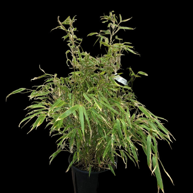 Fargesia 'Rufa' Bamboo Plant 9 Ltr