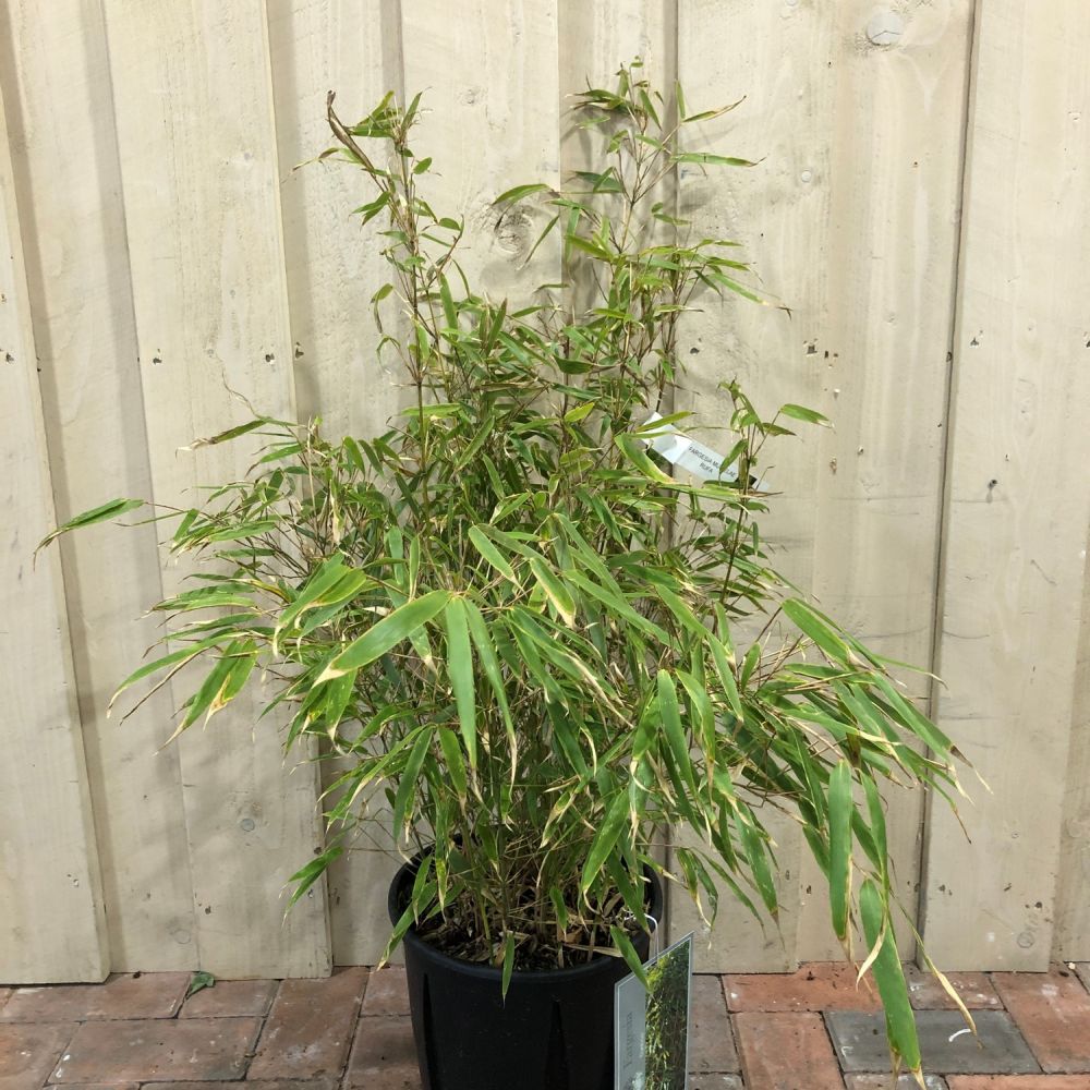 Fargesia 'Rufa' Bamboo Plant 9 Ltr