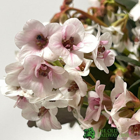 Bergenia 'Dragonfly Angel Kiss' Plant 2Ltr Pot