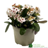 Bergenia 'Dragonfly Angel Kiss' Plant 2Ltr Pot