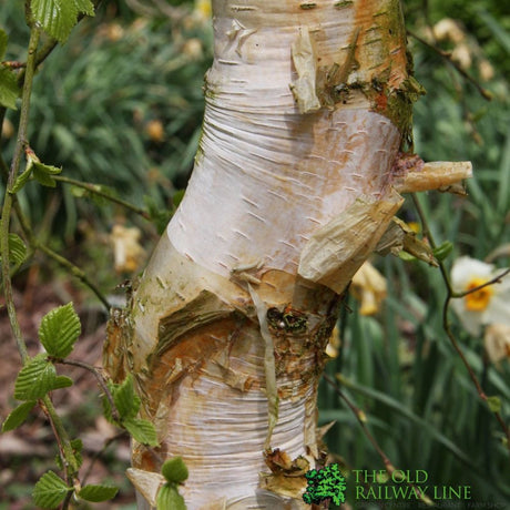 Betula Alba 'Spider Alley' Birch Tree 2.5m Tall (IT)