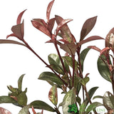 Photinia Fraseri 'Carre Rouge' Plant 80cm Tall (IT)